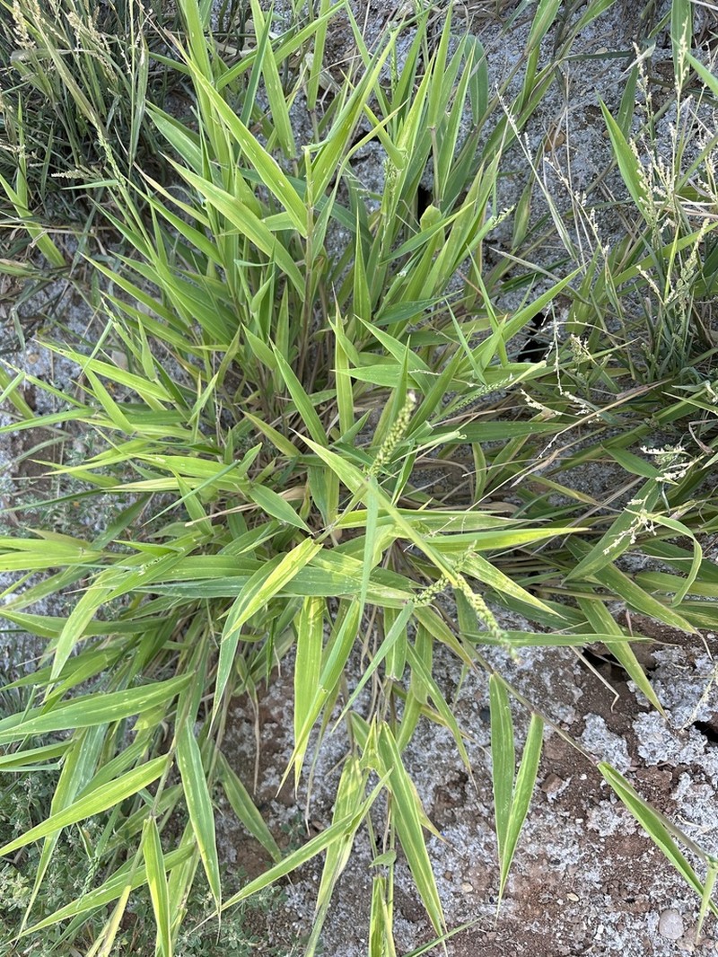 Texas Signalgrass photo 4