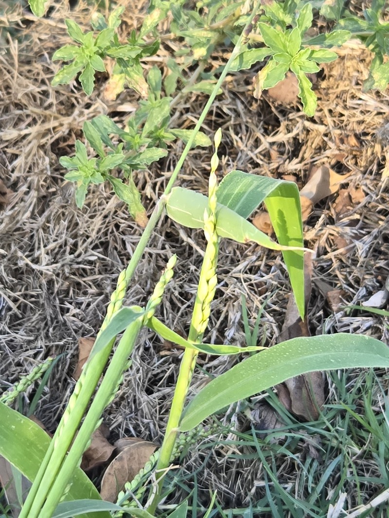Texas Signalgrass photo 5