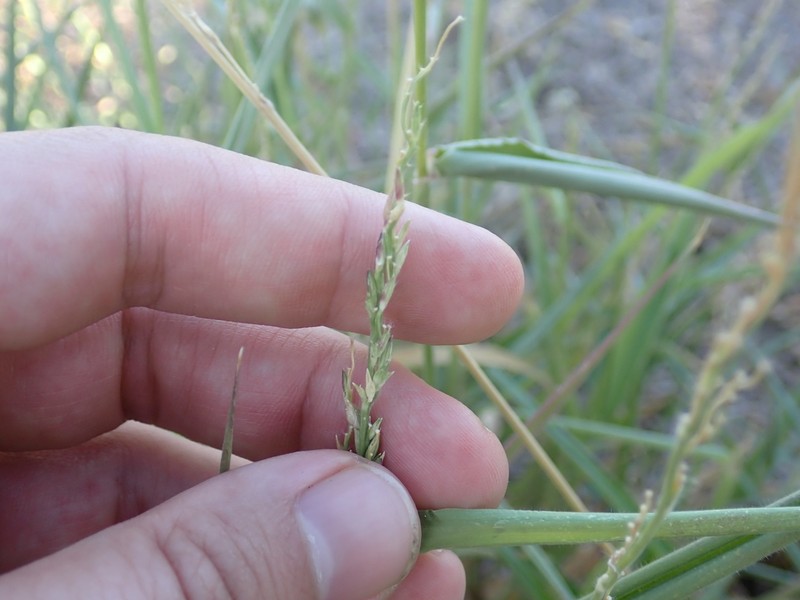 Texas Signalgrass photo 6