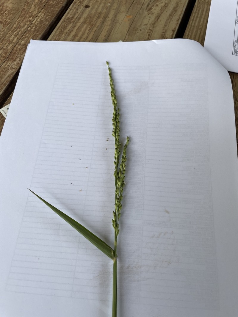 Texas Signalgrass photo 7