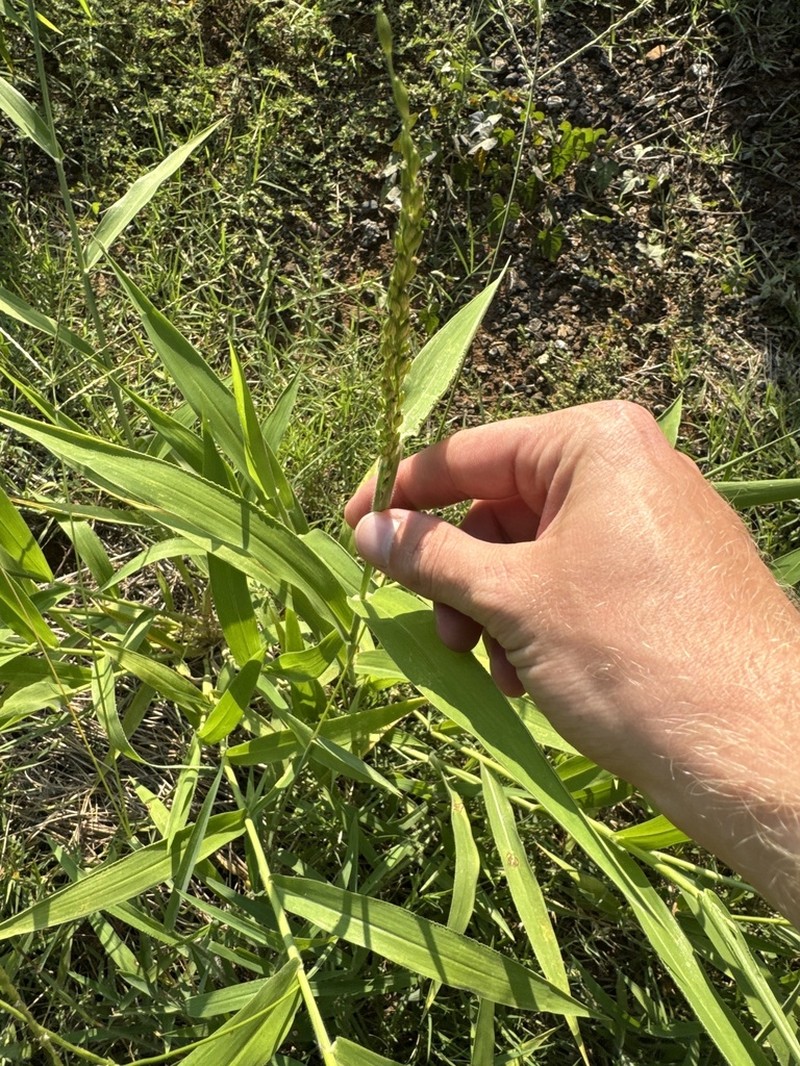 Texas Signalgrass photo 8