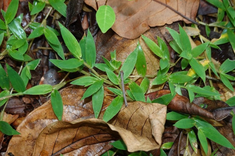 Urochloa umbellata