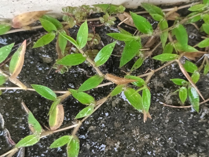 Urochloa umbellata photo 2