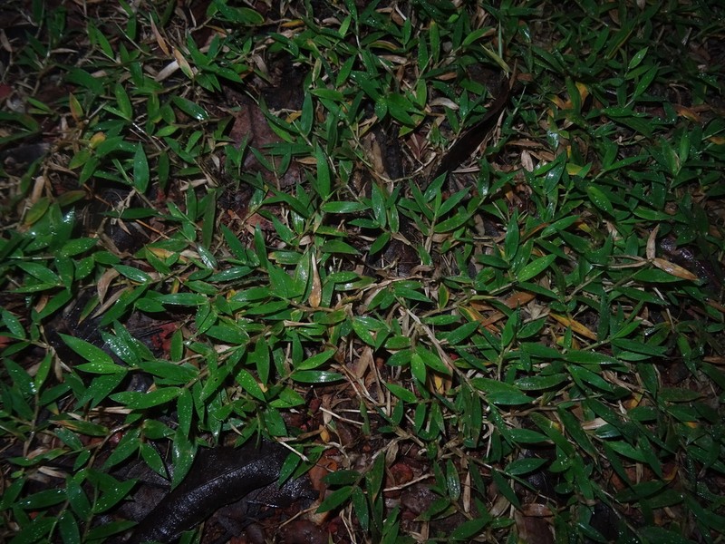 Urochloa umbellata photo 3