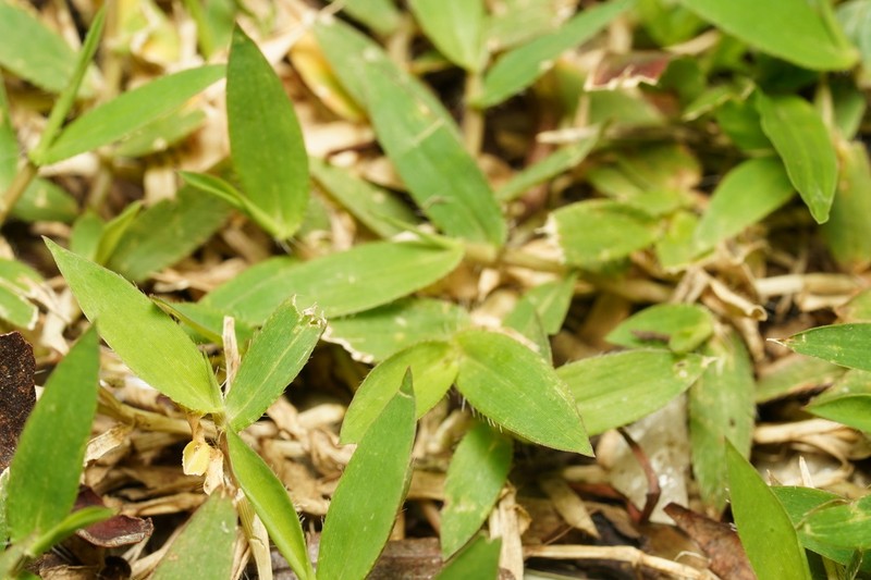 Urochloa umbellata photo 4
