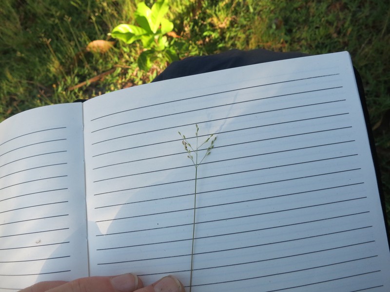 Urochloa umbellata photo 5