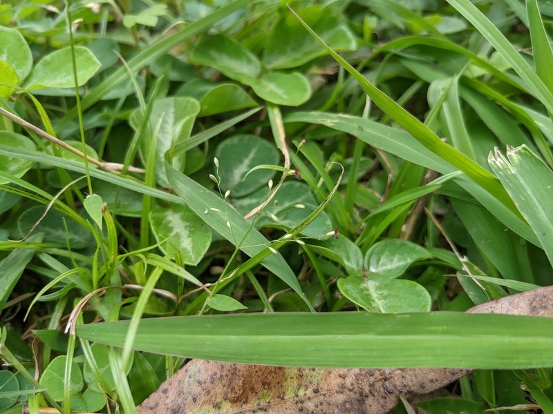 Urochloa umbellata photo 6