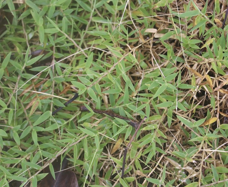 Urochloa umbellata photo 7