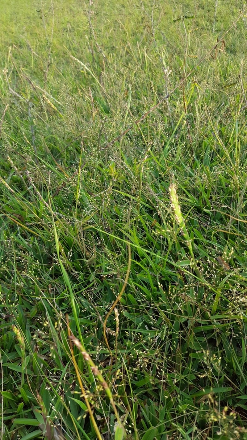 Urochloa umbellata photo 8