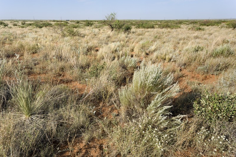 Hairy Signalgrass photo 2