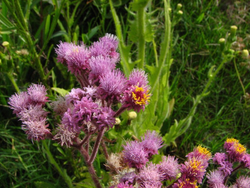 Urolepis hecatantha