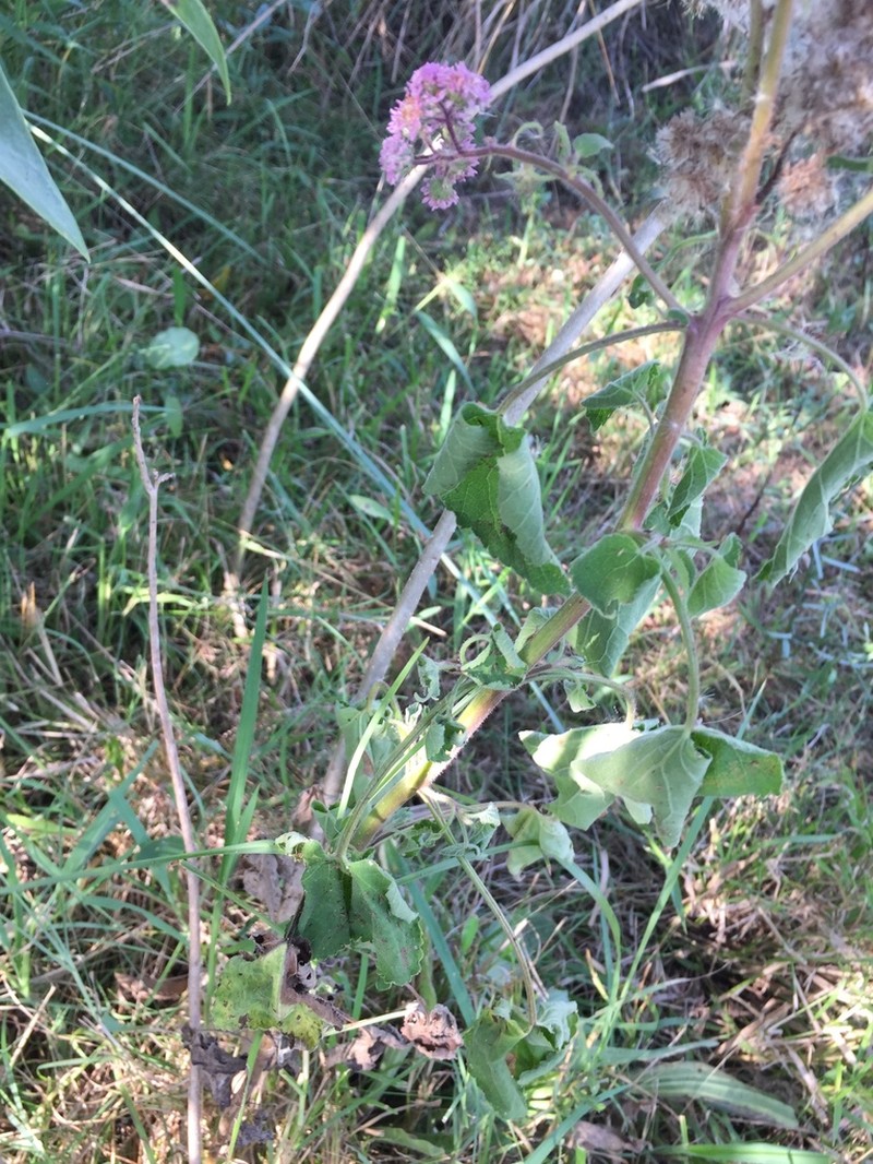 Urolepis hecatantha photo 3
