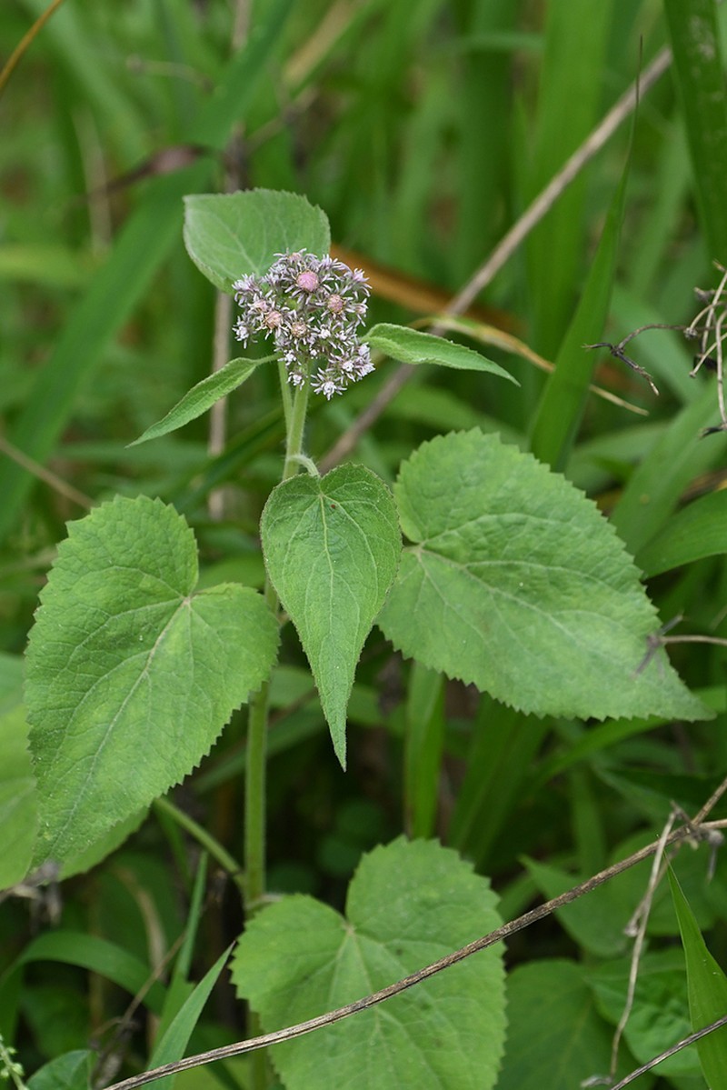 Urolepis hecatantha photo 5