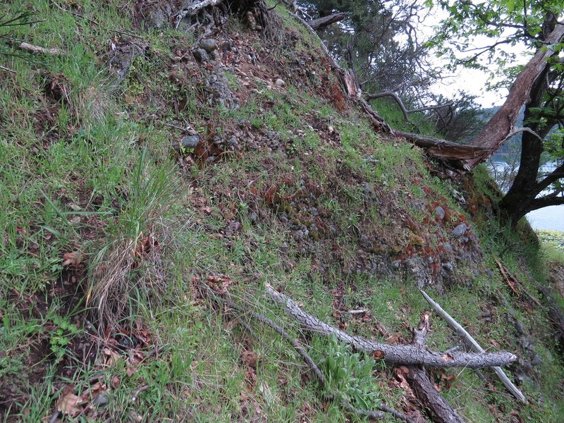 Lindley's Silverpuffs photo 2