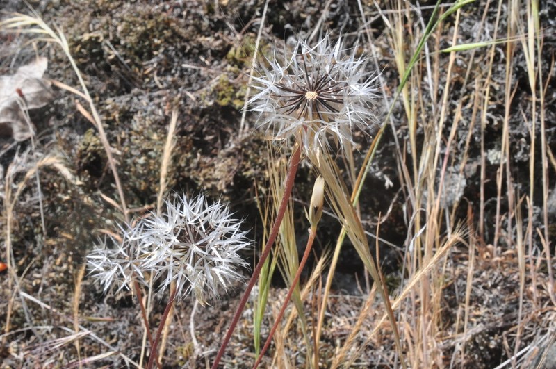 Lindley's Silverpuffs photo 3