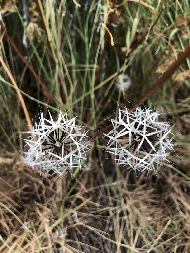 Lindley's Silverpuffs photo 4