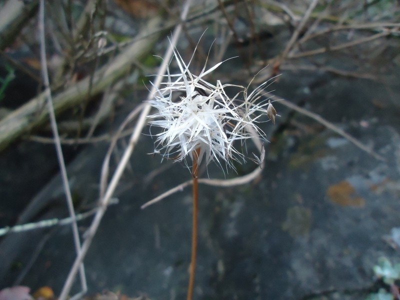 Lindley's Silverpuffs photo 5