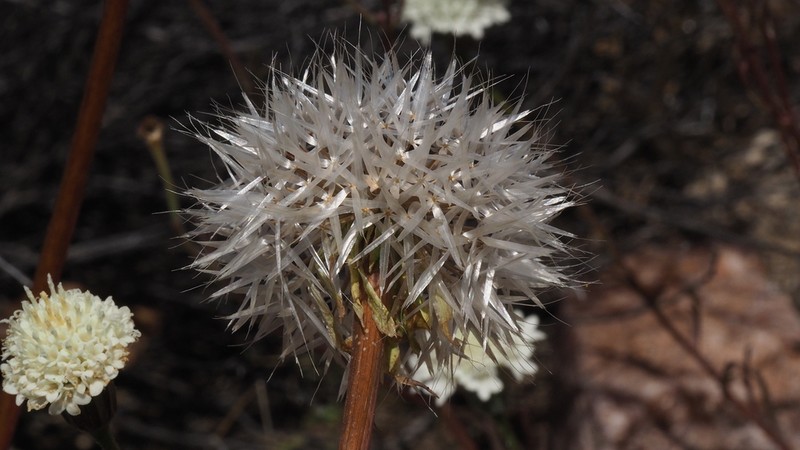 Lindley's Silverpuffs photo 6