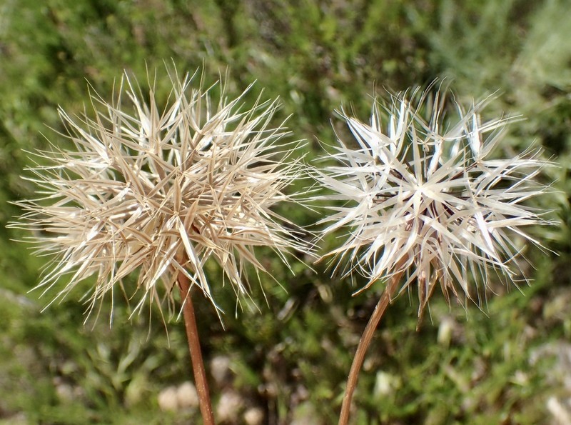 Lindley's Silverpuffs photo 7