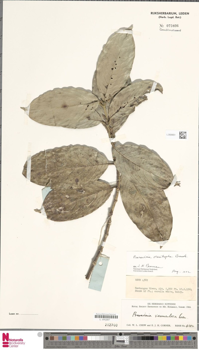 Urophyllum oresitrophum