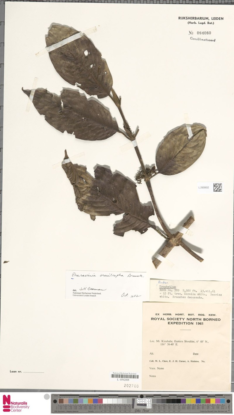 Urophyllum oresitrophum photo 2