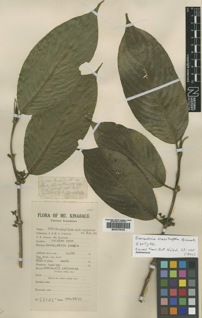 Urophyllum oresitrophum photo 3