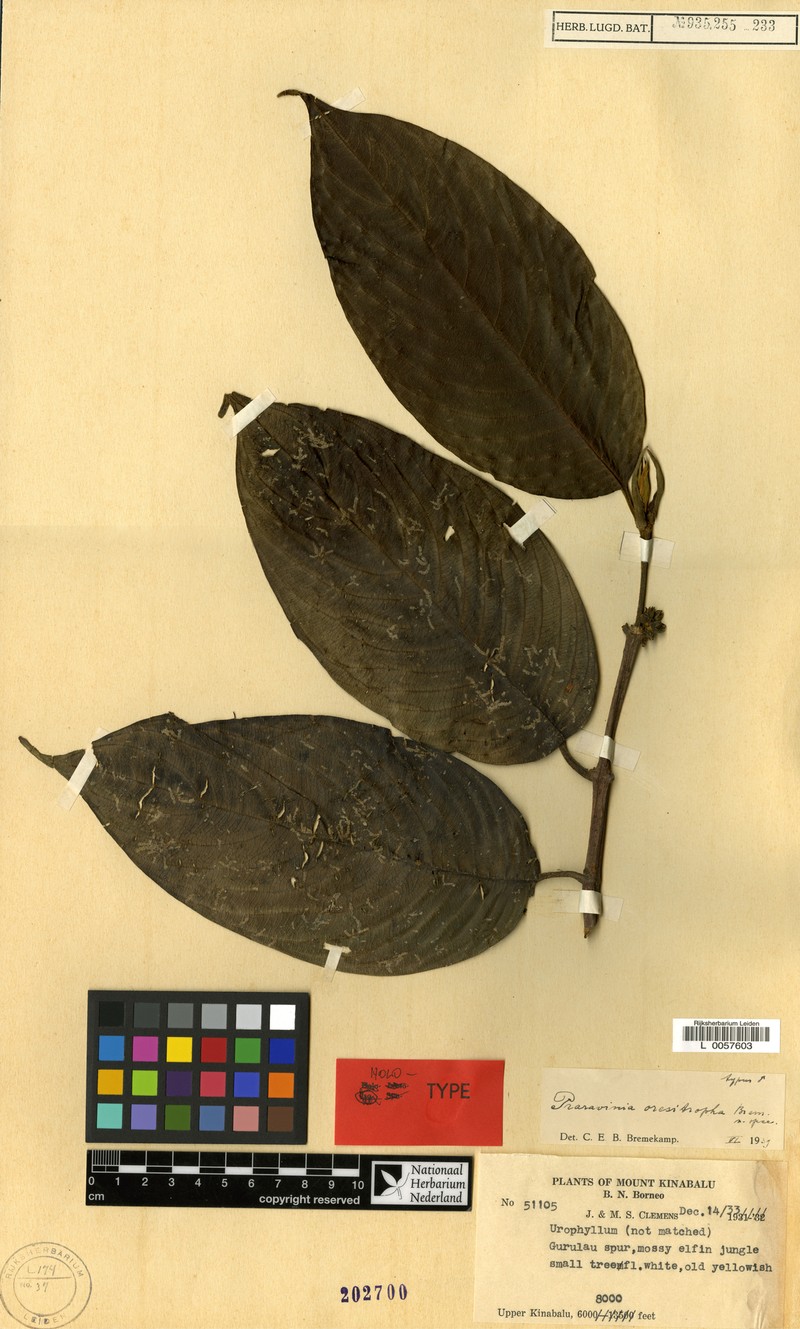 Urophyllum oresitrophum photo 4
