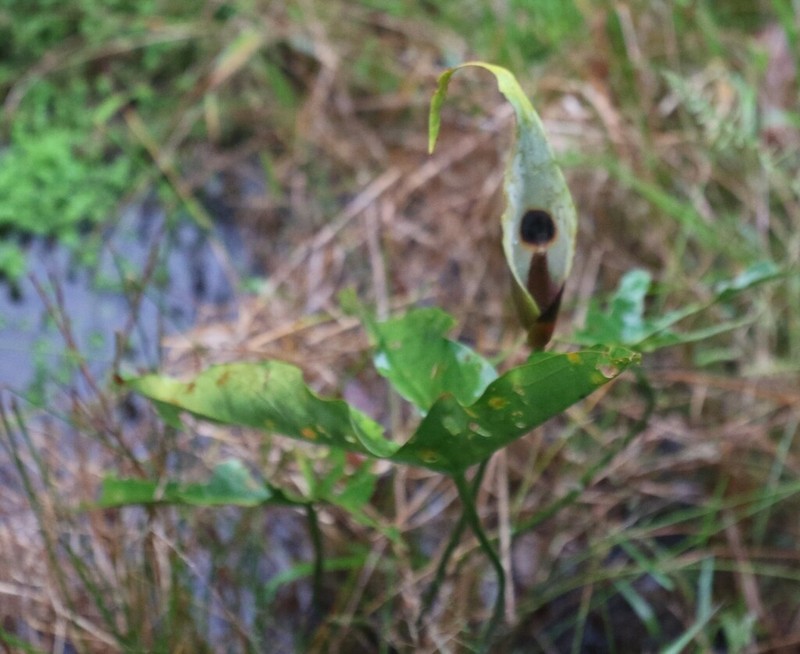 Urospatha bogneri photo 2