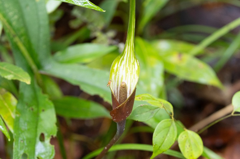Urospatha bogneri photo 4