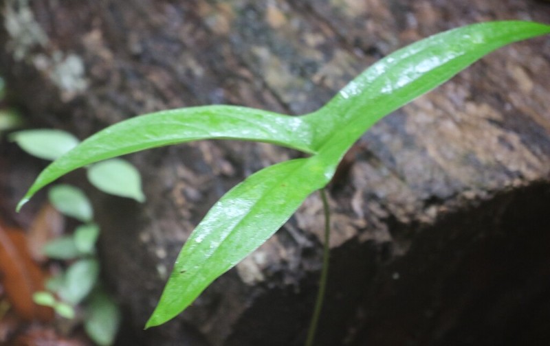 Urospatha bogneri photo 5