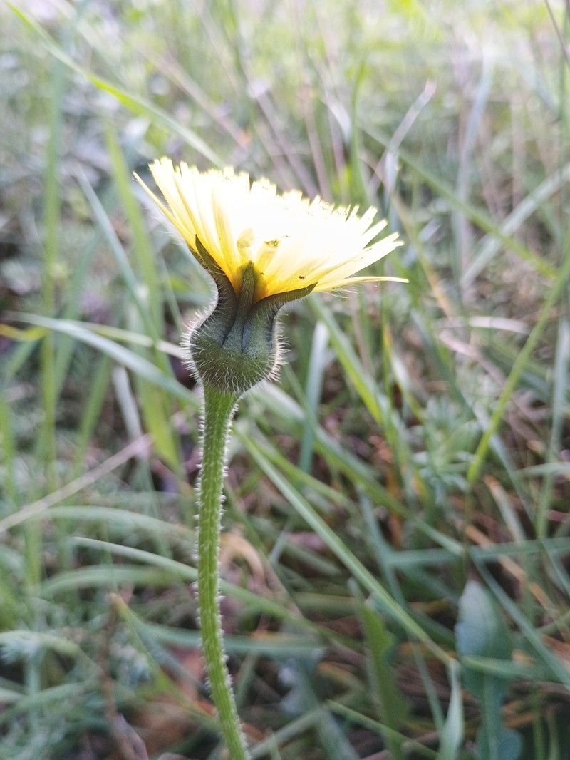 Urospermum × siljakiae