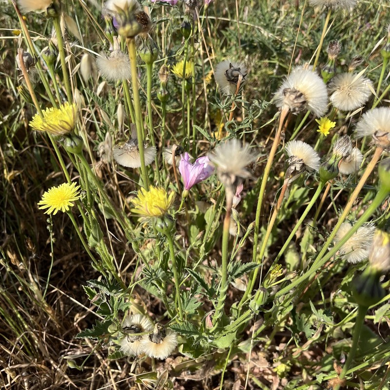 Urospermum × siljakiae photo 2