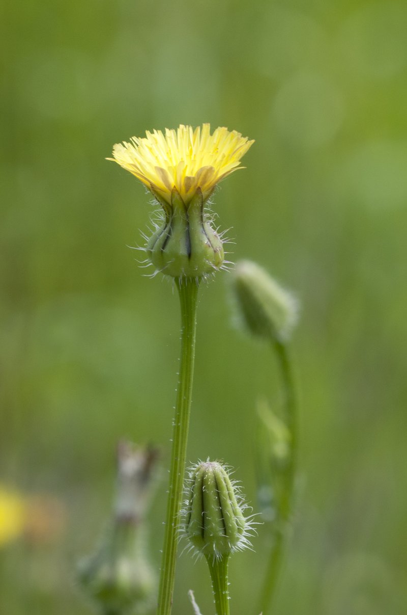 Prickly Goldenfleece