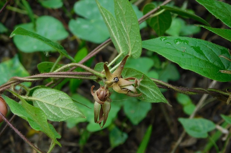 Urostephanus lokii