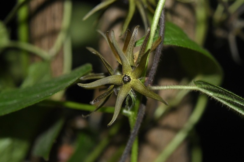 Urostephanus lokii photo 3