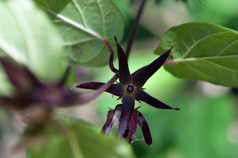Urostephanus lokii photo 5