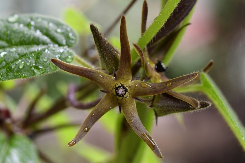 Urostephanus lokii photo 8