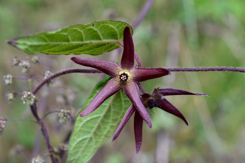 Urostephanus medusae