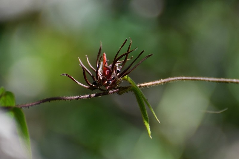Urostephanus medusae photo 3