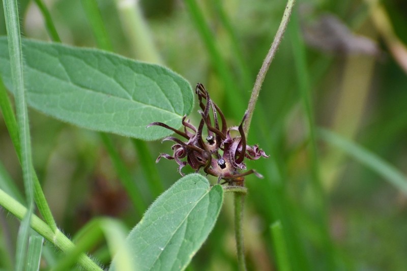 Urostephanus medusae photo 4