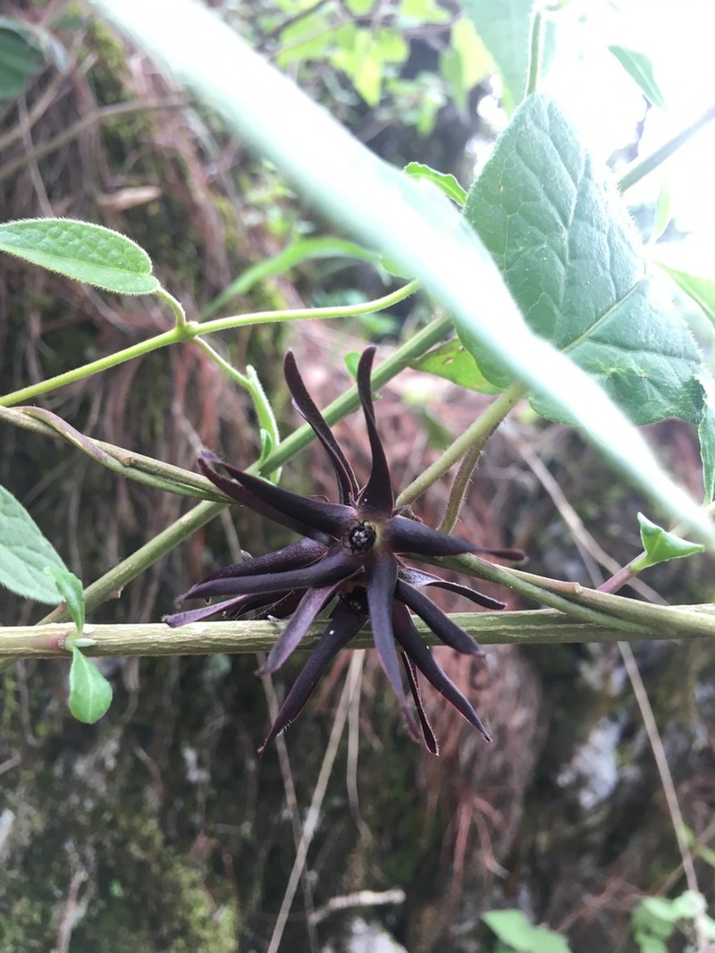 Urostephanus medusae photo 5