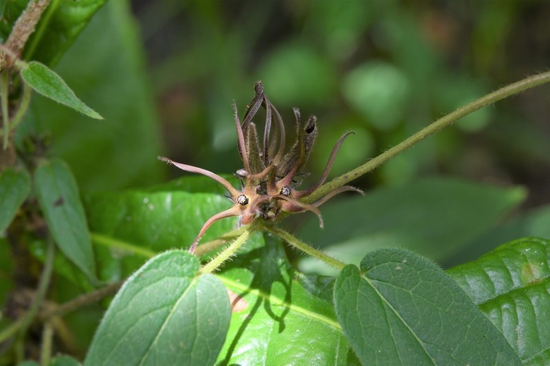 Urostephanus medusae photo 6