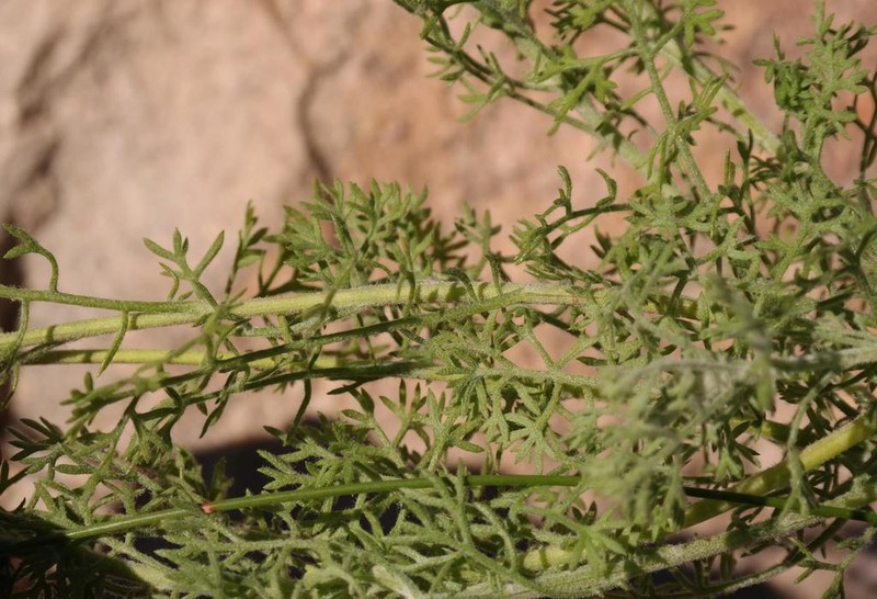Ursinia abrotanifolia