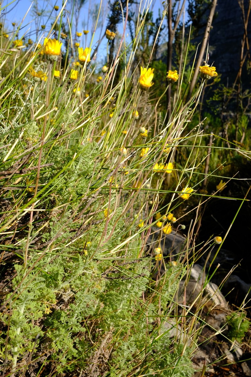 Ursinia abrotanifolia photo 2