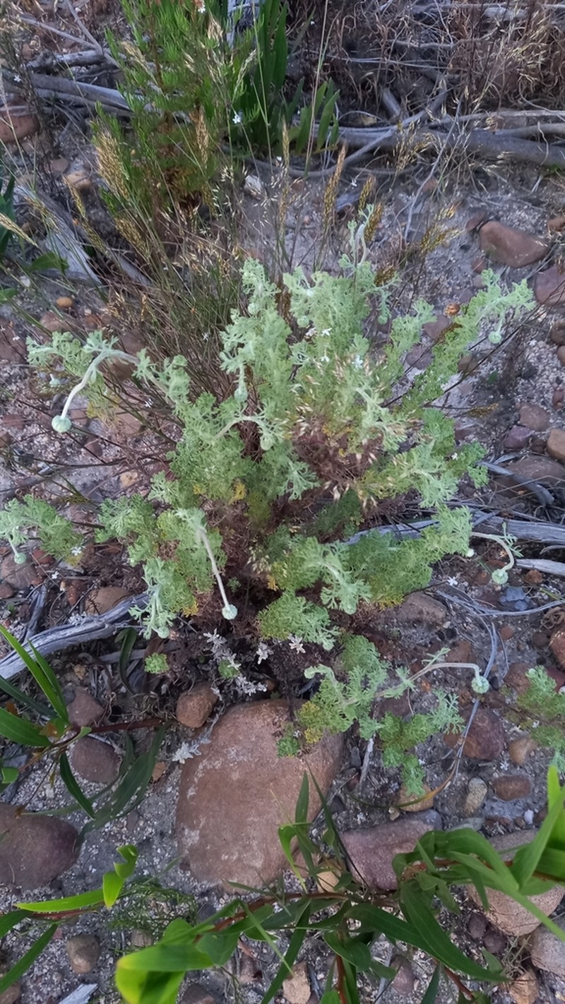 Ursinia abrotanifolia photo 3