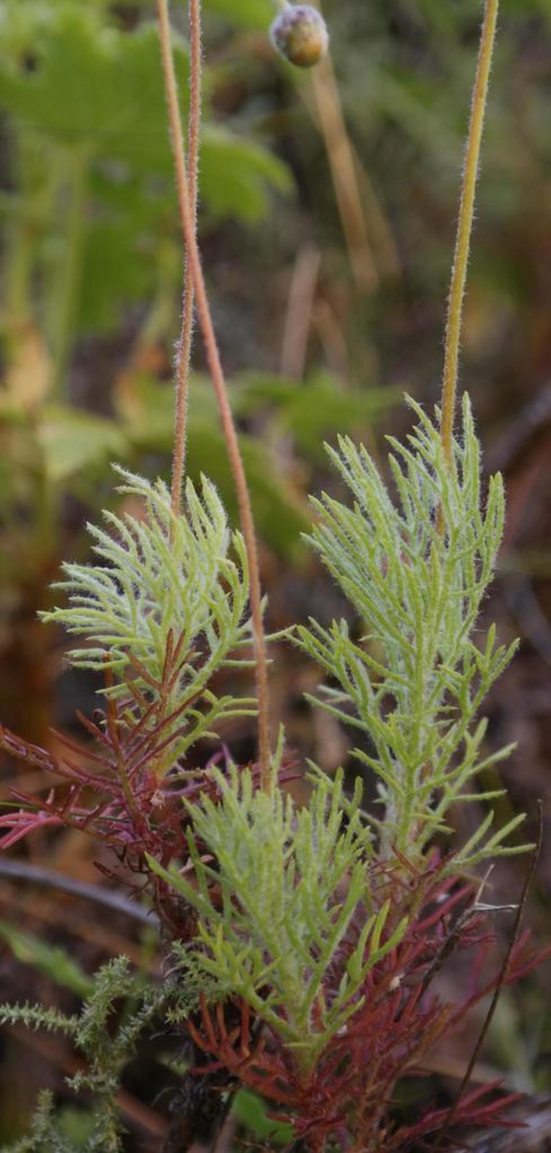 Ursinia abrotanifolia photo 5