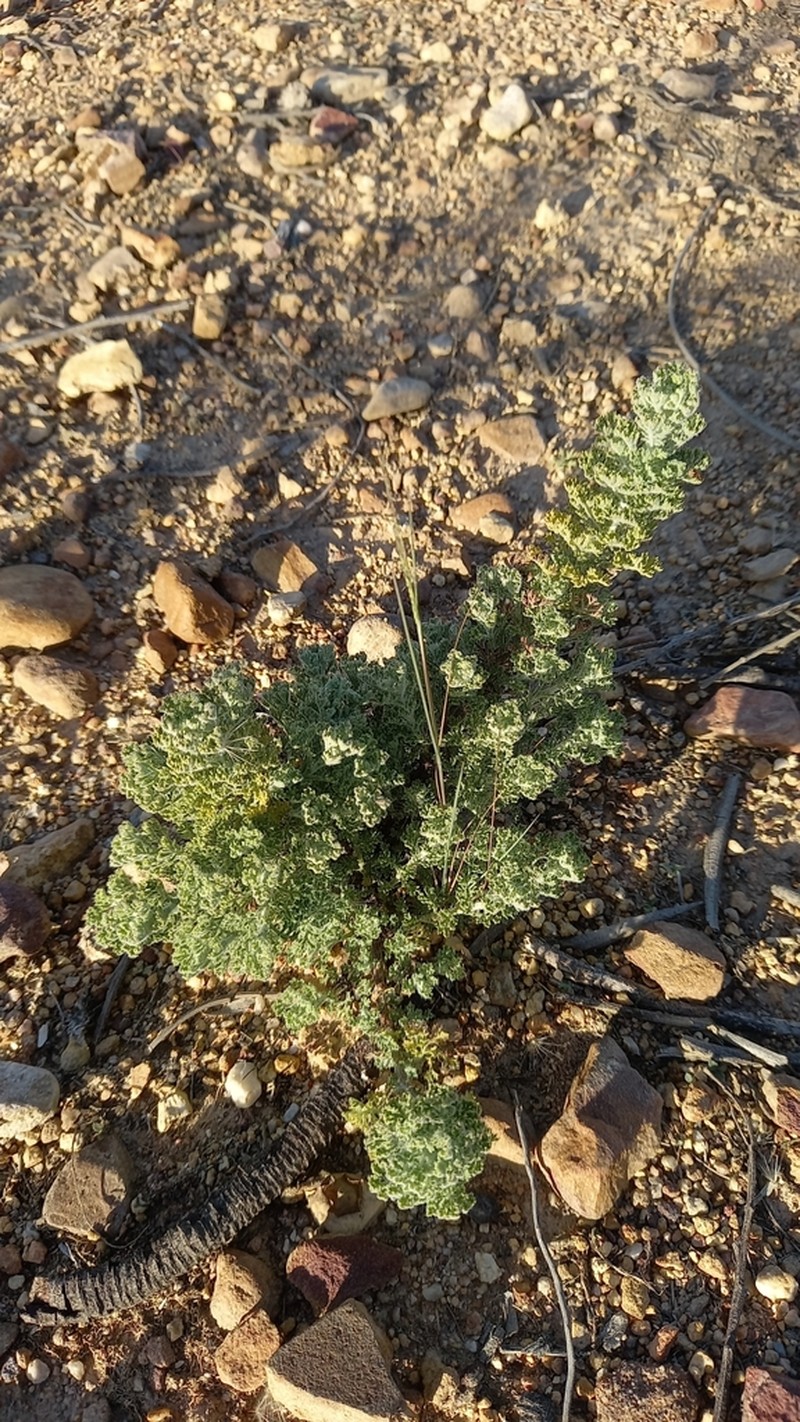 Ursinia abrotanifolia photo 6