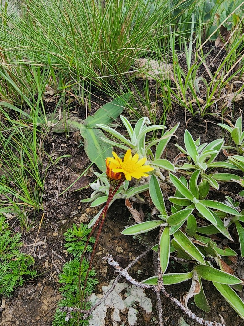 Ursinia alpina