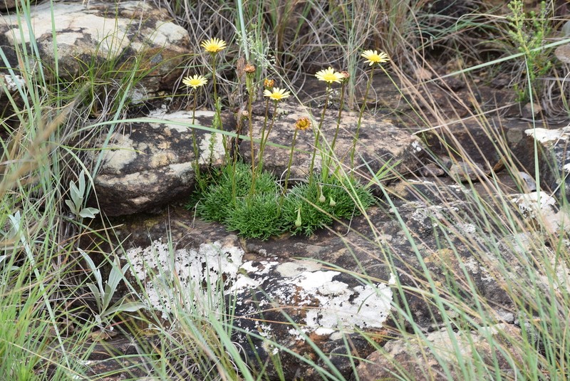 Ursinia alpina photo 2