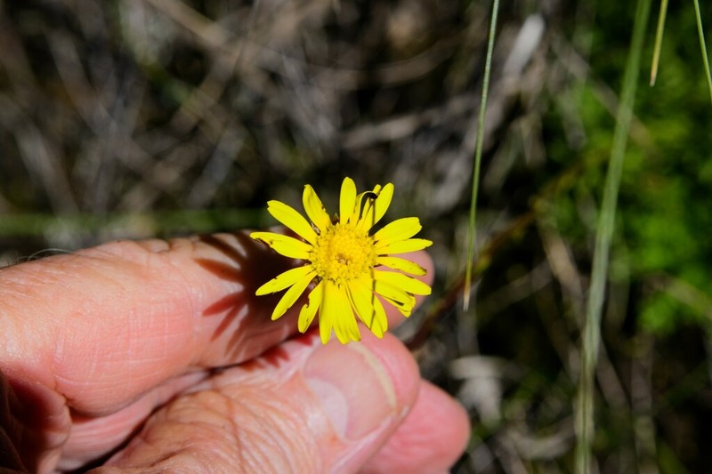 Ursinia alpina photo 3